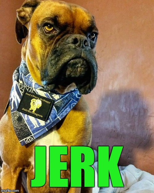 Grumpy Dog | JERK | image tagged in grumpy dog | made w/ Imgflip meme maker