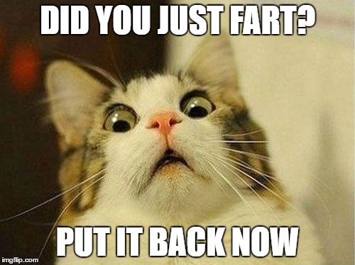cats saying funny things like i farted