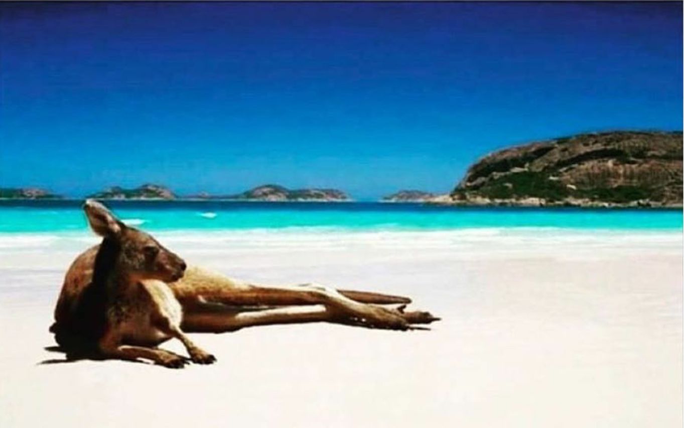 kangaroo on the beach Blank Meme Template