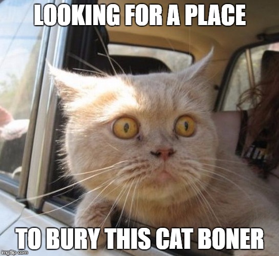 Horny cat | LOOKING FOR A PLACE; TO BURY THIS CAT BONER | image tagged in cats,funny cats,memes,funny memes,dank memes,nsfw | made w/ Imgflip meme maker