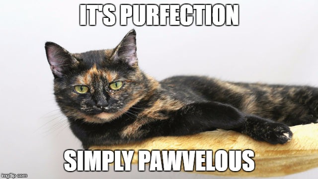 Smooth cat | IT'S PURFECTION; SIMPLY PAWVELOUS | image tagged in cats,memes,lolcats,funny,hilarious | made w/ Imgflip meme maker