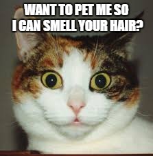 Creepy ass cat | WANT TO PET ME SO I CAN SMELL YOUR HAIR? | image tagged in cats,funny,lolcats,humor,creepy | made w/ Imgflip meme maker