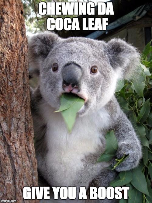 Surprised Koala Meme | CHEWING DA COCA LEAF; GIVE YOU A BOOST | image tagged in memes,surprised koala | made w/ Imgflip meme maker