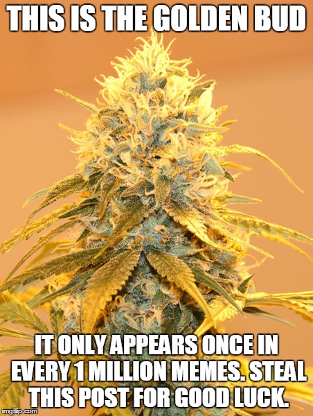 The Golden Bud Meme | THIS IS THE GOLDEN BUD; IT ONLY APPEARS ONCE IN EVERY 1 MILLION MEMES. STEAL THIS POST FOR GOOD LUCK. | image tagged in gold,weed,lucky,awesome,marijuana,420 | made w/ Imgflip meme maker