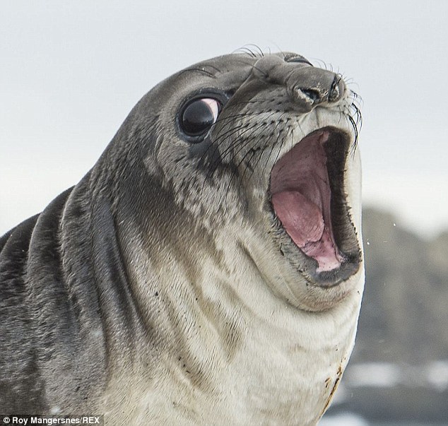 Gasp Seal Blank Meme Template