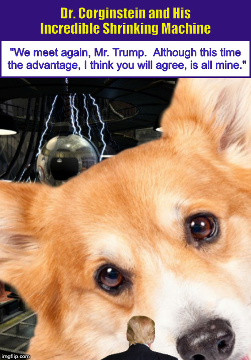Dr. Corginstein and His Incredible Shrinking Machine | image tagged in corgi,dr corginstein,mad scientist,donald trump,funny,dogs | made w/ Imgflip meme maker