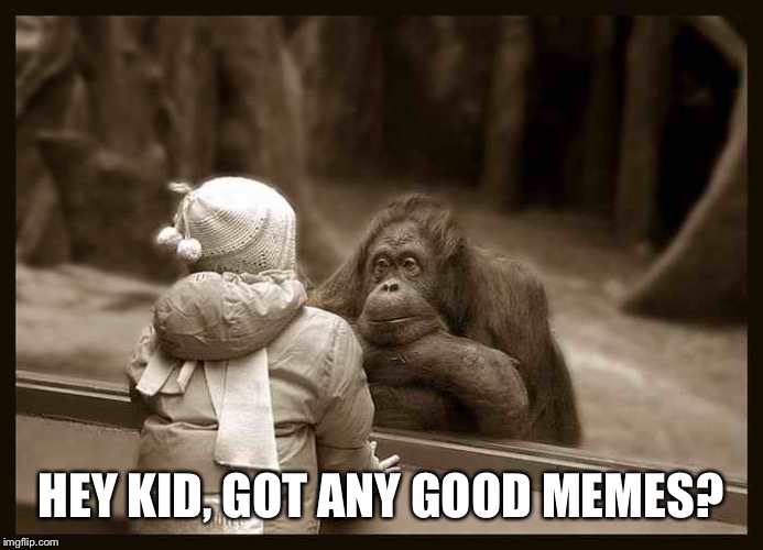When you draw a blank | HEY KID, GOT ANY GOOD MEMES? | image tagged in memes,animals,monkey business,funny | made w/ Imgflip meme maker