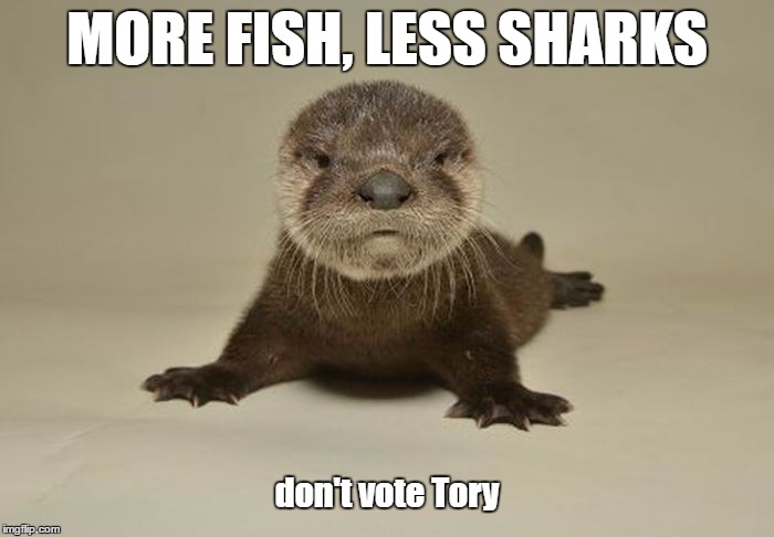 Otter Topix | MORE FISH, LESS SHARKS; don't vote Tory | image tagged in otter,say ahhh,political meme | made w/ Imgflip meme maker