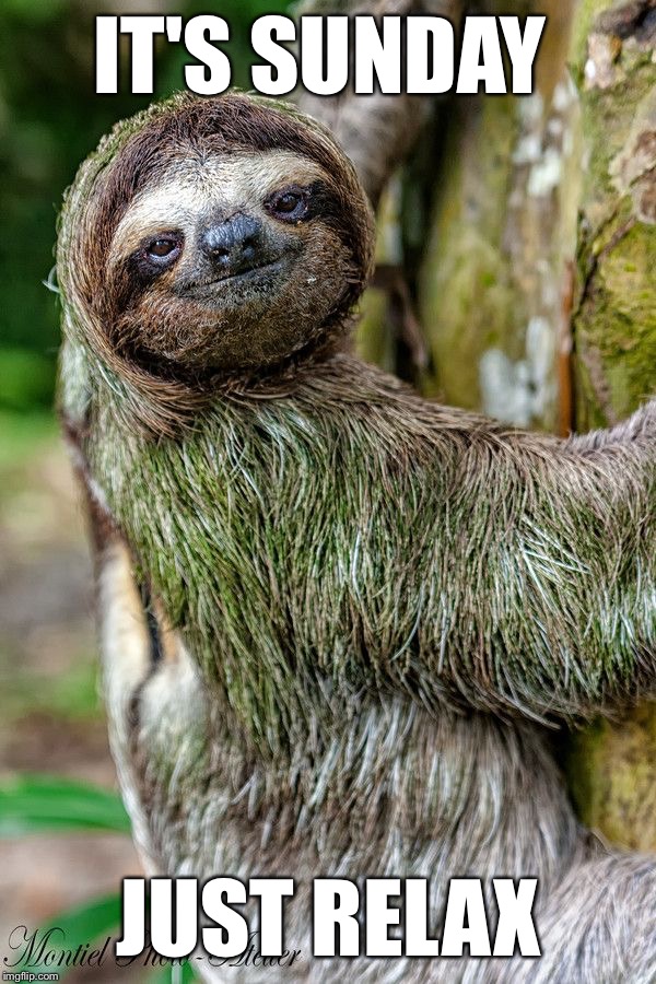 It only happens once a week so | IT'S SUNDAY; JUST RELAX | image tagged in memes,sloth,animals,funny | made w/ Imgflip meme maker