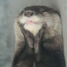 Joyful Otter Blank Meme Template