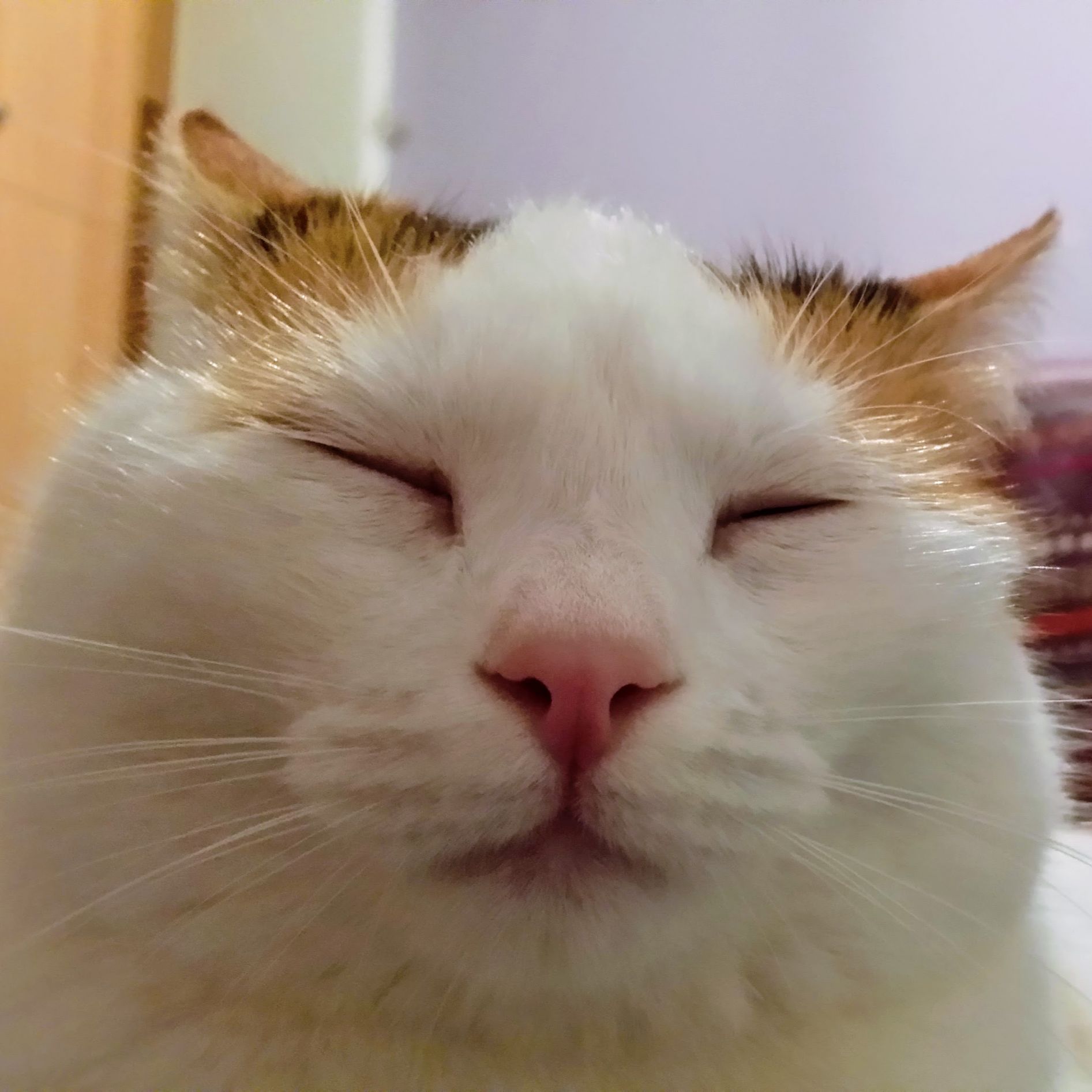 High Quality sleepy cat Blank Meme Template