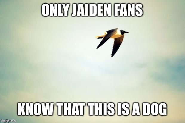 Birds | ONLY JAIDEN FANS; KNOW THAT THIS IS A DOG | image tagged in birds | made w/ Imgflip meme maker