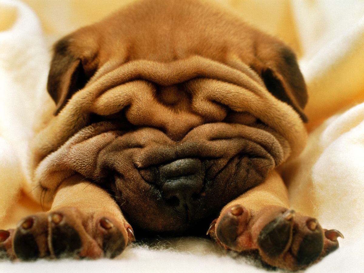 sleepy shar pei puppy Blank Meme Template