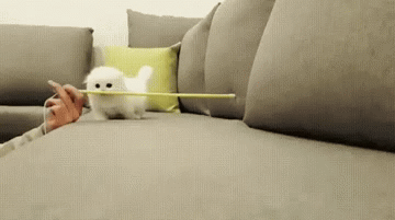 image tagged in gifs | made w/ Imgflip video-to-gif maker