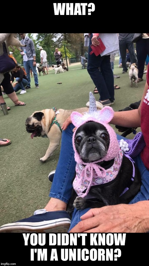 WHAT? YOU DIDN'T KNOW I'M A UNICORN? | image tagged in pug,pugs | made w/ Imgflip meme maker