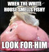 trump | WHEN THE WHITE HOUSE SMELLS FISHY; LOOK FOR HIM | image tagged in trump | made w/ Imgflip meme maker