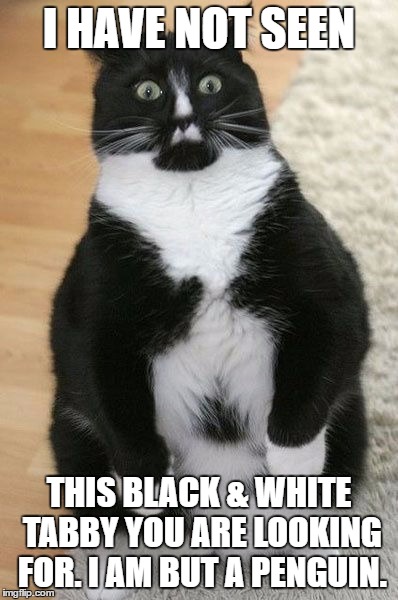 Penguin cat | I HAVE NOT SEEN; THIS BLACK & WHITE TABBY YOU ARE LOOKING FOR. I AM BUT A PENGUIN. | image tagged in cats,penguin,memes,lolcats,funny | made w/ Imgflip meme maker