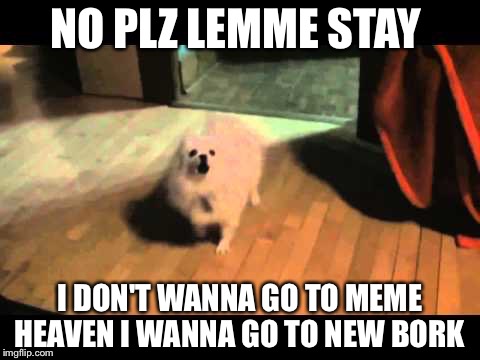 Gabe the dog | NO PLZ LEMME STAY; I DON'T WANNA GO TO MEME HEAVEN I WANNA GO TO NEW BORK | image tagged in gabe the dog | made w/ Imgflip meme maker