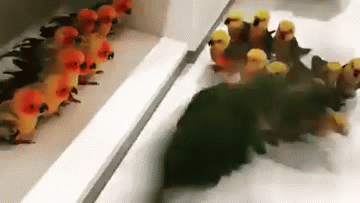 Parrot war | image tagged in gifs,parrots | made w/ Imgflip video-to-gif maker