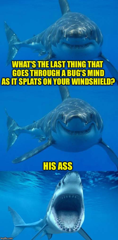 Quit bugging me | WHAT'S THE LAST THING THAT GOES THROUGH A BUG'S MIND AS IT SPLATS ON YOUR WINDSHIELD? HIS ASS | image tagged in bad shark pun,a bug's life,joke | made w/ Imgflip meme maker