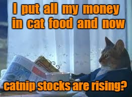 morning realisation cat | I  put  all  my  money  in  cat  food  and  now; catnip stocks are rising? | image tagged in morning realisation cat | made w/ Imgflip meme maker
