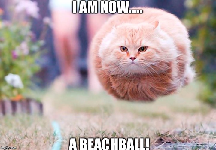 The furry Beachball | I AM NOW..... A BEACHBALL! | image tagged in cat | made w/ Imgflip meme maker