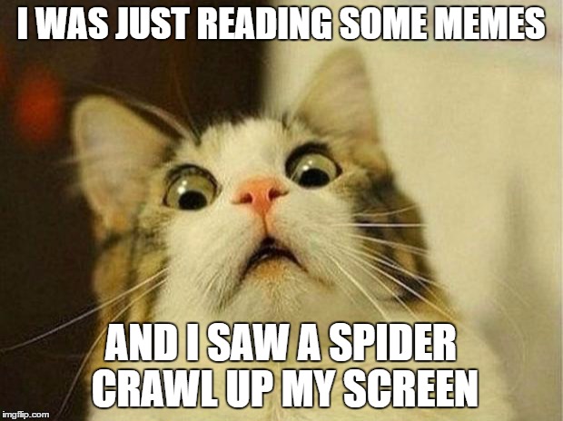 Spider on my screen | I WAS JUST READING SOME MEMES; AND I SAW A SPIDER CRAWL UP MY SCREEN | image tagged in memes,scared cat | made w/ Imgflip meme maker
