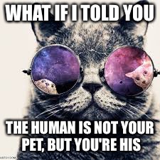 Morpheus the cat | WHAT IF I TOLD YOU; THE HUMAN IS NOT YOUR PET, BUT YOU'RE HIS | image tagged in cat | made w/ Imgflip meme maker