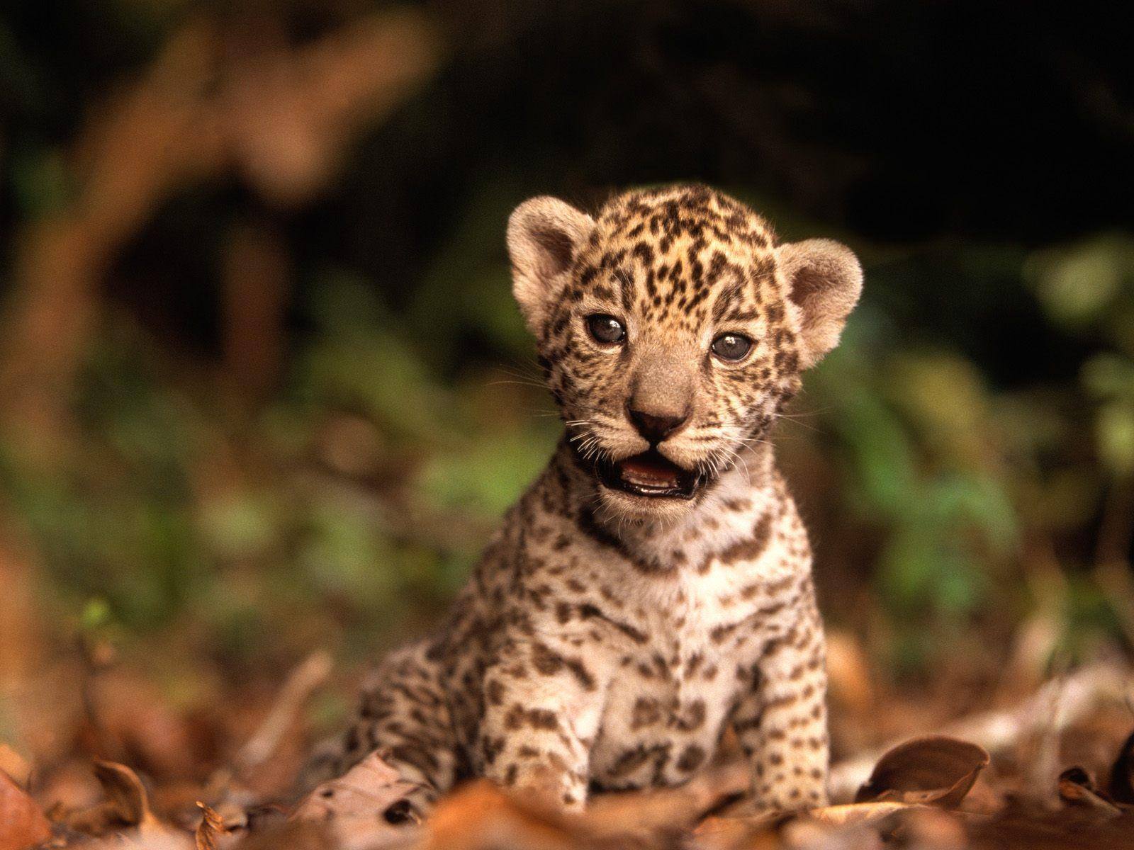 Jaguar Kitten Blank Meme Template