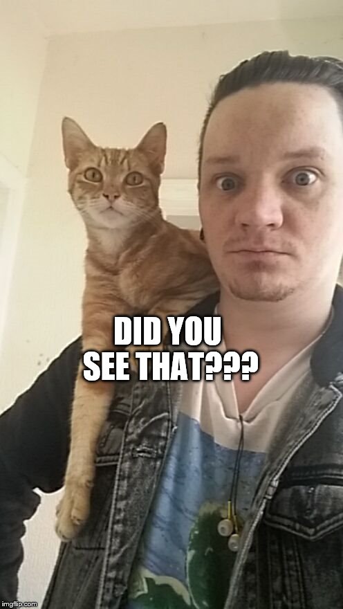 Did you see that? | DID YOU SEE THAT??? | image tagged in did you see that,funny cat memes | made w/ Imgflip meme maker