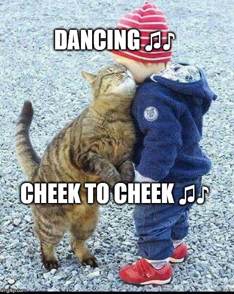 Dancing cheek to cheek | DANCING ♫♪; CHEEK TO CHEEK ♫♪ | image tagged in cheek to cheek,cute cat | made w/ Imgflip meme maker