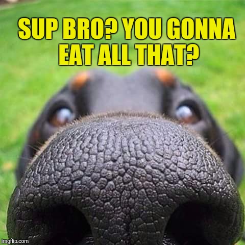 Sup bro | SUP BRO? YOU GONNA EAT ALL THAT? | image tagged in doggy,i'm hungry | made w/ Imgflip meme maker