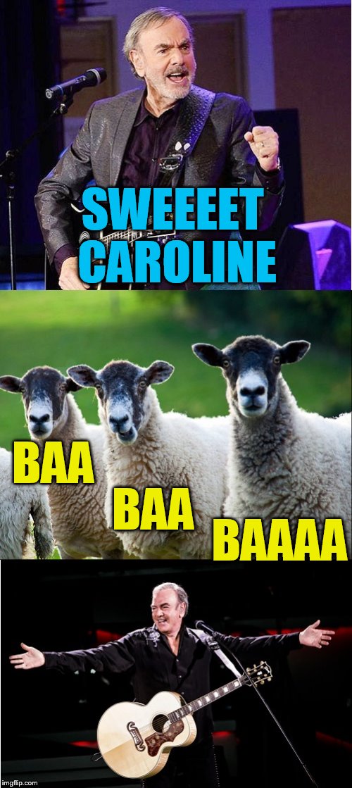 For my 400th submission, a Neil Diamond tribute! | SWEEEET CAROLINE; BAA; BAA; BAAAA | image tagged in neil diamond,sheep,tammyfaye,400th submission | made w/ Imgflip meme maker