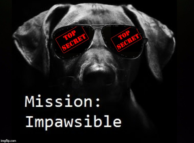 Mission: Impawsible | image tagged in dogs,mission impossible,labrador | made w/ Imgflip meme maker