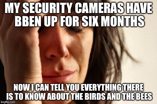 First World Problems Meme | MY SECURITY CAMERAS HAVE BBEN UP FOR SIX MONTHS; NOW I CAN TELL YOU EVERYTHING THERE IS TO KNOW ABOUT THE BIRDS AND THE BEES | image tagged in memes,first world problems | made w/ Imgflip meme maker