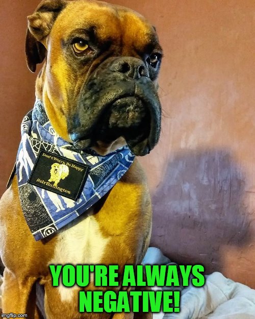 Grumpy Dog | YOU'RE ALWAYS NEGATIVE! | image tagged in grumpy dog | made w/ Imgflip meme maker