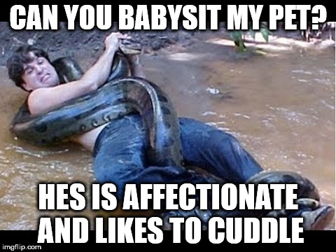Pet Snake | CAN YOU BABYSIT MY PET? HES IS AFFECTIONATE AND LIKES TO CUDDLE | image tagged in snakes | made w/ Imgflip meme maker