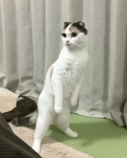 image tagged in gifs | made w/ Imgflip video-to-gif maker