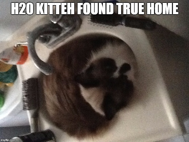 Cat in sink | H20 KITTEH FOUND TRUE HOME | image tagged in cat in sink | made w/ Imgflip meme maker