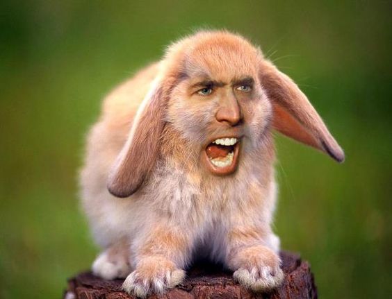 NIC CAGE BUNNY Blank Meme Template