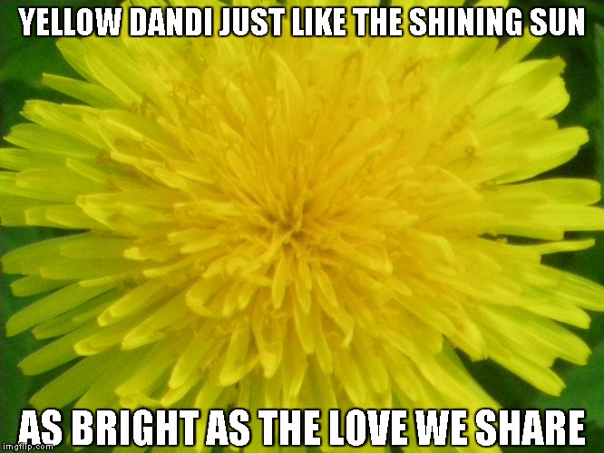 Yellow Dandi | YELLOW DANDI JUST LIKE THE SHINING SUN; AS BRIGHT AS THE LOVE WE SHARE | image tagged in dandilions,the sun,love | made w/ Imgflip meme maker