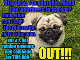 Happy pug | Of course, I'm adorable, Man!!  The weirdness in the car? Look, what can I say? The rain really gets to me man. But it's not raining anymore and someone let THIS DOG; OUT!!! | image tagged in happy pug | made w/ Imgflip meme maker