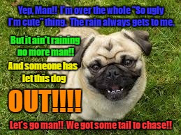 Happy pug | Yep, Man!!  I'm over the whole "So ugly I'm cute" thing.  The rain always gets to me. But it ain't raining no more man!! And someone has let this dog; OUT!!!! Let's go man!!  We got some tail to chase!! | image tagged in happy pug | made w/ Imgflip meme maker
