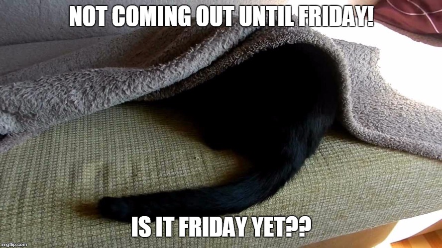 NOT COMING OUT UNTIL FRIDAY! IS IT FRIDAY YET?? | image tagged in friday,funny cats | made w/ Imgflip meme maker