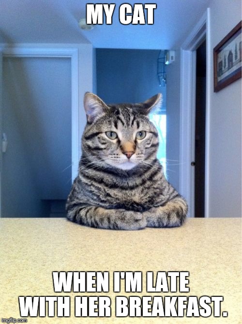 Take A Seat Cat Meme | MY CAT; WHEN I'M LATE WITH HER BREAKFAST. | image tagged in memes,take a seat cat | made w/ Imgflip meme maker