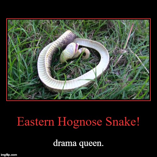 World Around You: Eastern hog-nosed snake is nature's drama queen
