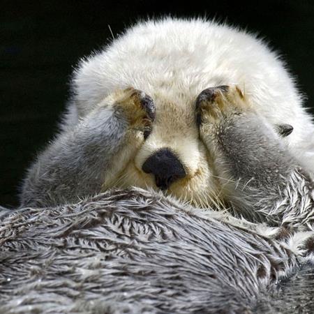High Quality sad sea otter Blank Meme Template
