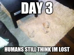 Camo Dog | DAY 3 HUMANS STILL THINK IM LOST | image tagged in funny animals | made w/ Imgflip meme maker