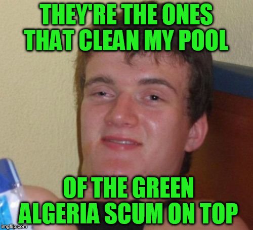 10 Guy Meme | THEY'RE THE ONES THAT CLEAN MY POOL OF THE GREEN ALGERIA SCUM ON TOP | image tagged in memes,10 guy | made w/ Imgflip meme maker