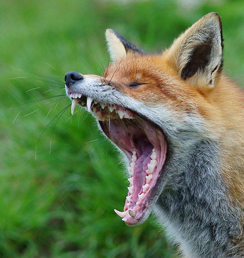 High Quality Yawning fox Blank Meme Template